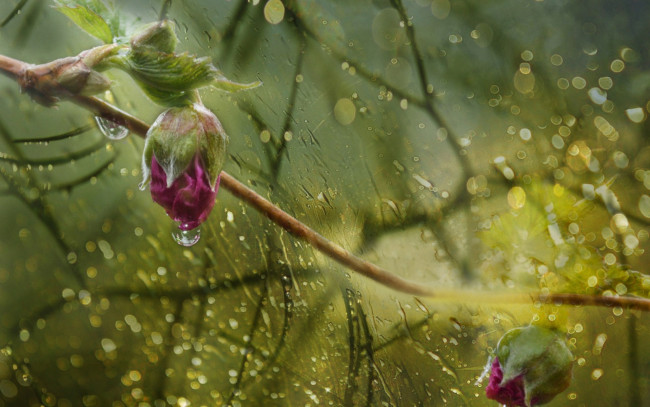Обои картинки фото цветы, розы, капли, дождь, бутоны, by, dashakern, боке