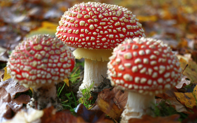 Обои картинки фото природа, грибы,  мухомор, боке, мухоморы, листья, осень