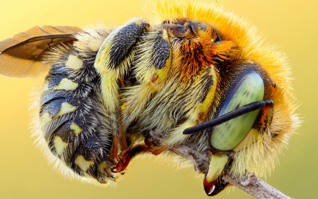 Обои картинки фото животные, пчелы,  осы,  шмели, мохнатый, полосатый, природа, брюшко, подробности, насекомое, стебель, желтый, пчела, глаза, макро, яркий, шмель, фон