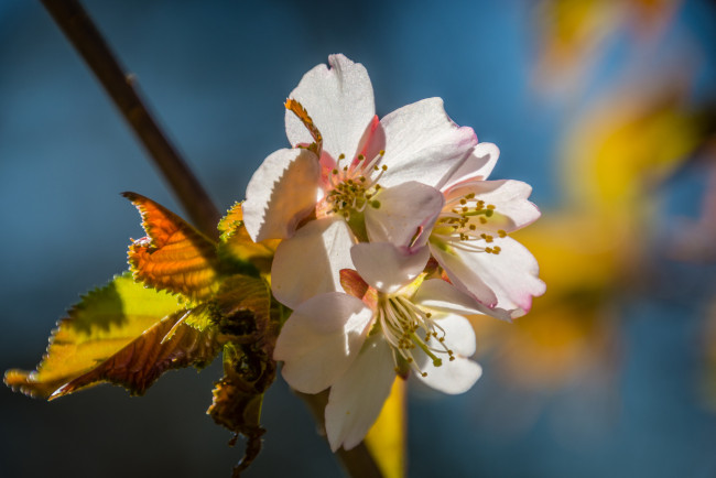 Обои картинки фото цветы, сакура,  вишня, макро