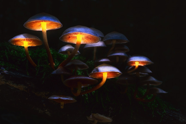 Обои картинки фото природа, грибы, макро, свет, осень, лес, мрак