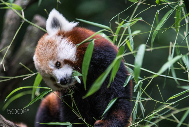 Обои картинки фото животные, панды, бамбук, красная, панда, firefox, листва