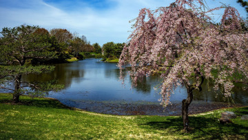 обоя природа, парк, цветение, весна, озеро