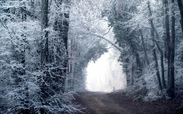Картинка природа дороги лес дорога зима