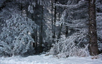 обоя природа, лес, снег