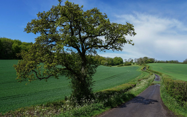 Обои картинки фото природа, дороги, дорога, дерево, поля