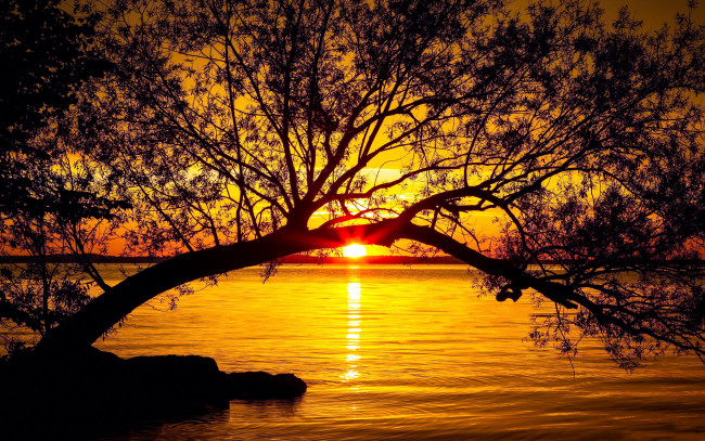 Обои картинки фото природа, восходы, закаты, закат, солнце, дерево