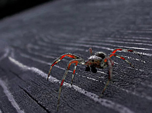 Картинка maxforever паук животные пауки