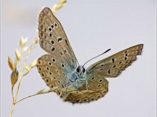 Картинка urman икар расправляет крылья животные бабочки