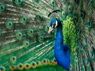 Картинка животные павлины хохолок перья синий