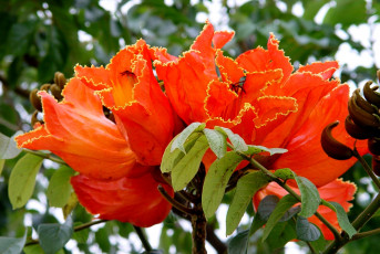 Картинка тюльпанное дерево цветы цветущие деревья кустарники красный