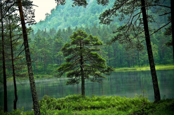обоя природа, лес, озеро, деревья