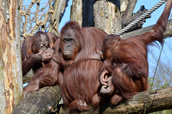 Картинка животные обезьяны орангутанг семья