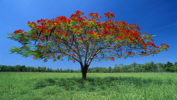 Картинка природа деревья луг