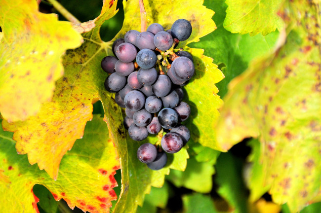 Обои картинки фото природа, Ягоды, виноград, синий