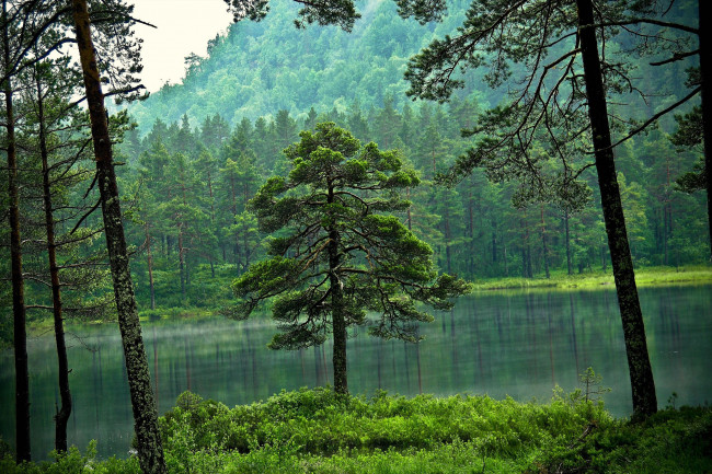 Обои картинки фото природа, лес, озеро, деревья