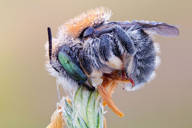 Обои картинки фото животные, пчелы, осы, шмели, роса, пчела, макро