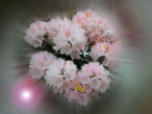 Картинка цветы рододендроны азалии букет