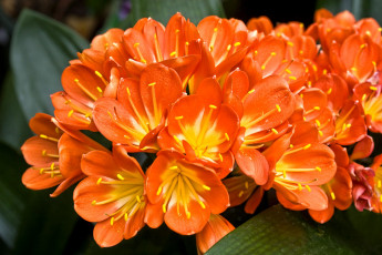 Картинка цветы кливия оранжевый