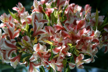 Картинка цветы альстромерия пестрый букет