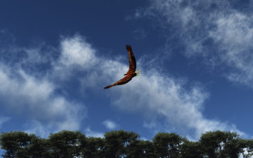 Картинка soaring животные птицы хищники облака небо парение орел