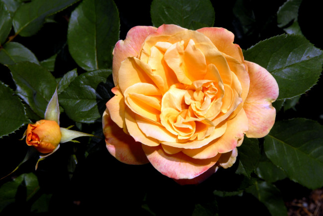 Обои картинки фото цветы, розы, оранжевый, бутон