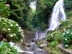 Картинка португалия акадинха природа водопады лес цветы водопад