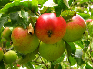 Картинка природа плоды яблоки ветка
