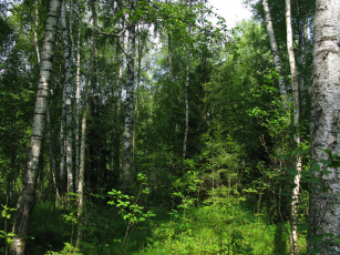 Картинка русский лес природа россия лето деревья