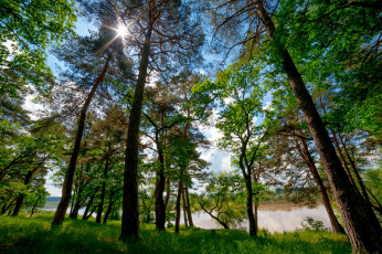 Картинка природа лес озеро стволы кроны свет лучи