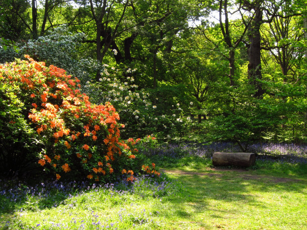 Обои картинки фото azalea, garden, richmond, england, природа, парк, кусты, деревья