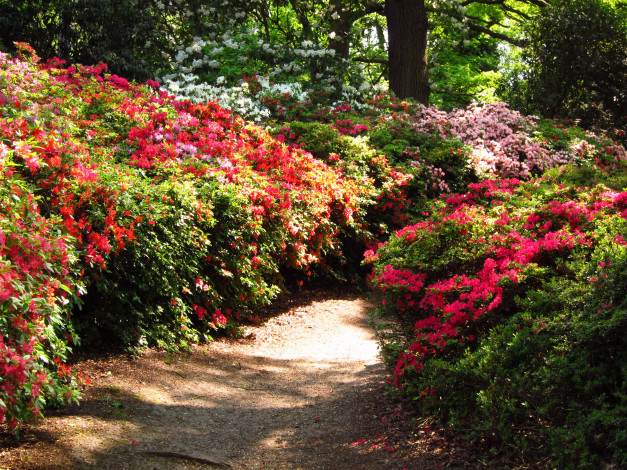 Обои картинки фото azalea, garden, richmond, england, природа, парк, сад, азалии, кусты