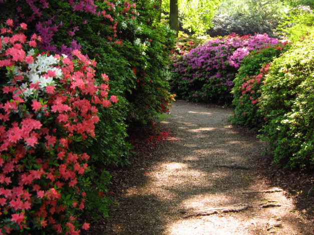 Обои картинки фото azalea, garden, richmond, england, природа, парк, кусты, азалии