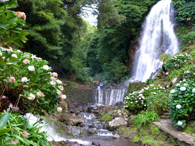 Обои картинки фото португалия, акадинха, природа, водопады, лес, цветы, водопад