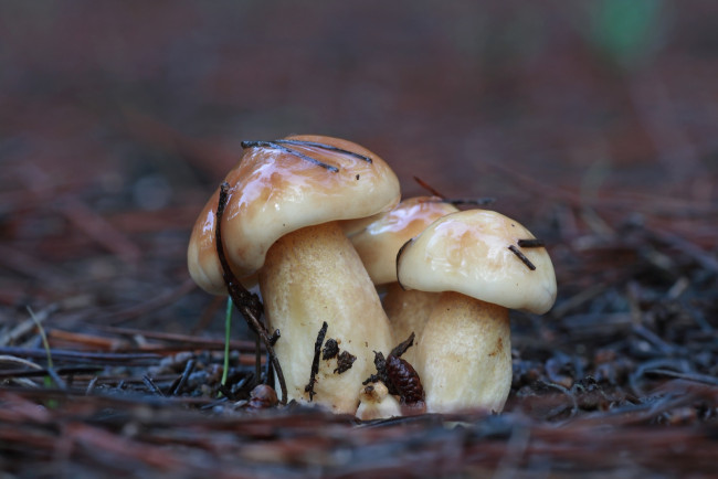Обои картинки фото природа, грибы, трио, молоденькие, красавчики