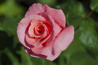 Картинка цветы розы макро роза