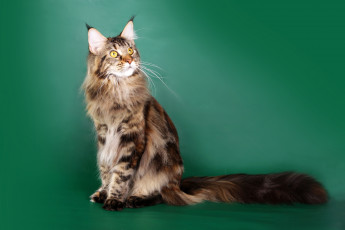 обоя maine coon, животные, коты, maine, coon, кот