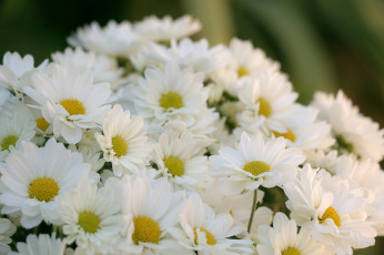 Картинка цветы хризантемы белый