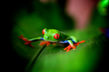 Картинка животные лягушки зеленый