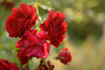 Картинка цветы розы алый лепестки красный