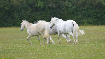 Картинка животные лошади трио луг
