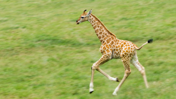 обоя животные, жирафы, молодой, детеныш, пятна, бег