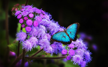 Картинка животные бабочки тропики экзотика крылья бабочка обои цветок