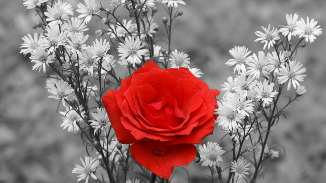 Обои картинки фото цветы, разные вместе, контраст, букет, роза