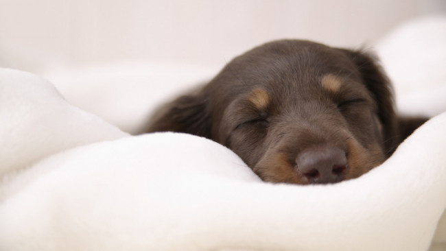 Обои картинки фото животные, собаки, постель, голова, коричневый, сон, щенок