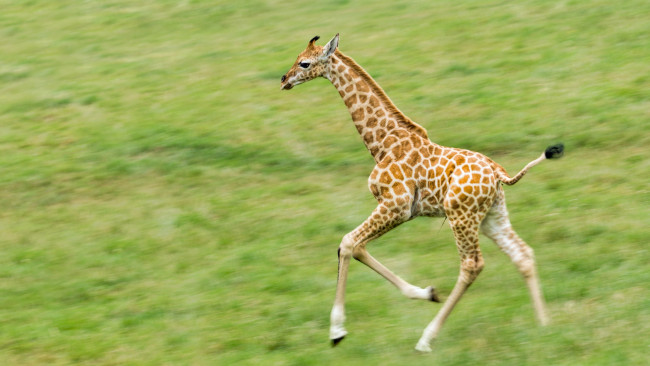 Обои картинки фото животные, жирафы, молодой, детеныш, пятна, бег