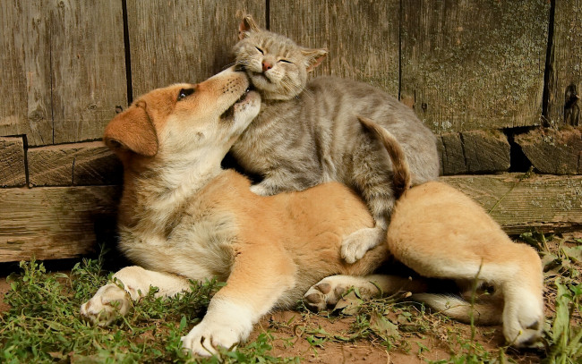 Обои картинки фото животные, разные вместе, кошка, кот, собака, друзья, дружба