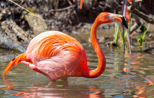 Обои картинки фото животные, фламинго, розовый, яркий, оперение, водоем