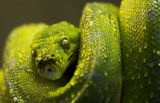 Обои картинки фото животные, змеи,  питоны,  кобры, питон, зеленый, чешуя, капли