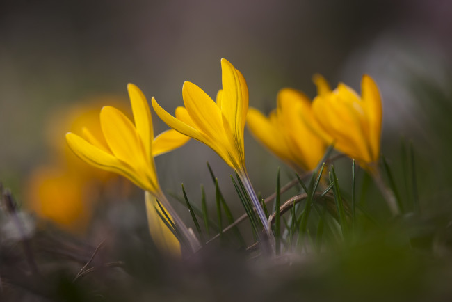 Обои картинки фото цветы, крокусы, макро, весна, трава, лепестки, желтые